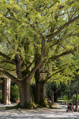Ginkgo biloba, or gingko also known as the maidenhair tree, is a species of gymnosperm tree native to East Asia..Springtime blooming