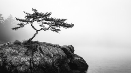 Solitary tree in mist, minimalist black and white photograph