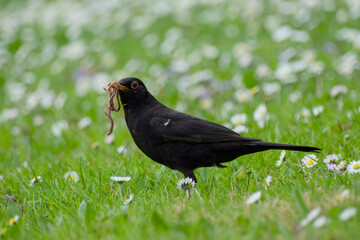 male common blackbird holding earthworms in its beak on the flowery meadow close-up