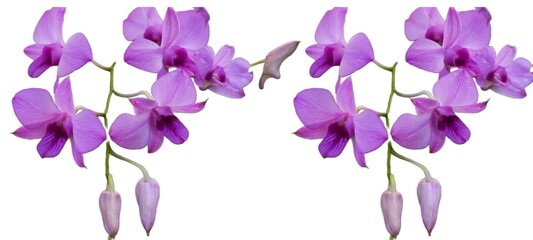 Dendrobium Bigibbum or orchid larat, dendrobium larat isolated on white background, bunga Anggrek...