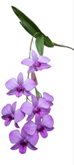 Dendrobium Bigibbum or orchid larat, dendrobium larat isolated on white background, bunga Anggrek...