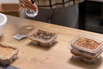 Person waters, sprays the seeds of micro greens in jute mat in the plastic container. Food