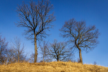 Oak tree branches with no leaves against blue sky. Silhouette of oak tree branches