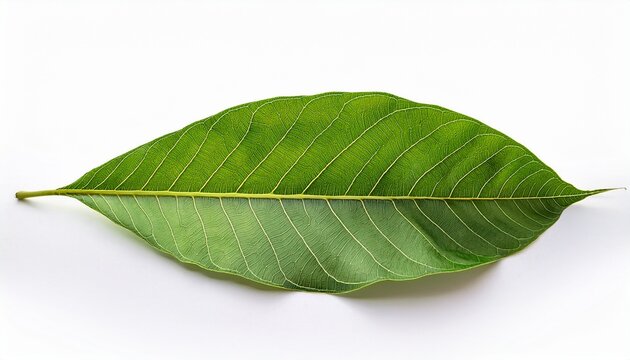 Burmese sal tree leaves with white isolated background