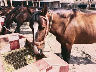 Horses standing in line while feeding in a rural environment 