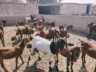 Goats animals  livestock, farm, rural, horned, mammal, domestic, herd, agriculture, countryside, pasture, fur, hoof, outdoor, pet