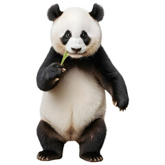 Fototapeta premium Realistic Cute panda isolated png transparent background