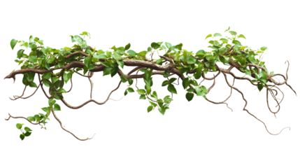 Twisted Wild Liana Jungle Vine Isolated on White Background