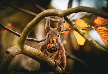  Red Squirrel Holding a Walnut in a Tree