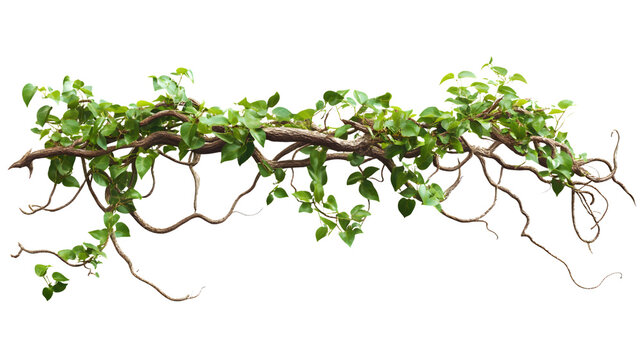 Twisted Wild Liana Jungle Vine Isolated on White Background - Powered by Adobe