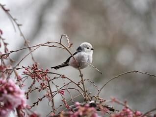 Cute tiny long-tailed tit Aegithalos caudatus bird perching on a branch of a pink blossom tree
