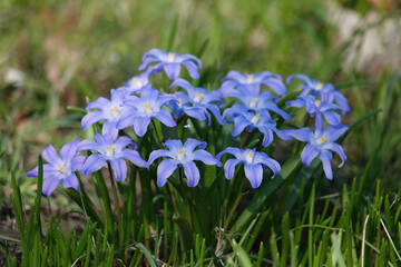 Cluster of delicate blue scilla flowers in green grass