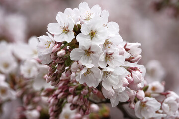 Gorgeous cluster of white and pink cherry blossom with a soft pink background
