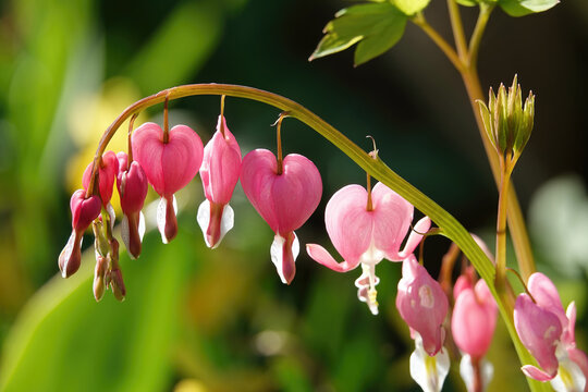 Row of delicate pink bleeding heart lamprocapnos spectabilis flowers hanging from stem - Powered by Adobe