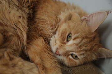 Fun emotional face feline cat relaxing lying on the scratching post with cute paws. Yellow cute emotion eyes, cute ears. Closeup portrait in natural lighting, untouched colors in home indoors interior