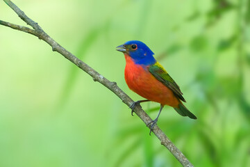 Painted Bunting