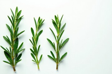 Fototapeta premium Fresh rosemary sprigs and leaves on a white background, green, cooking