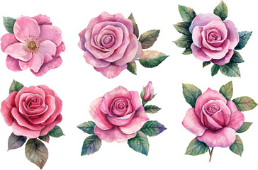 Naklejka premium set of roses vector illustration