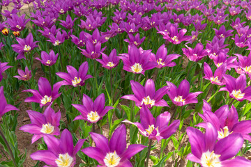 満開のチューリップ花壇