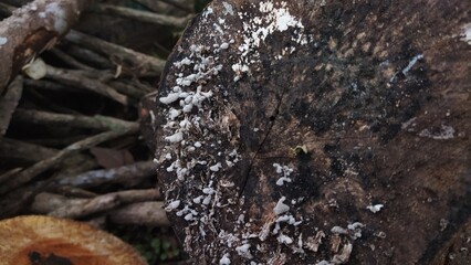 Close Up of Decomposing Wood with White Fungi Growth: A Study in Nature's Decomposition Process