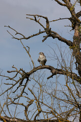 Common Buzzard Perched on a Bare Branch Against a Cloudy Sky