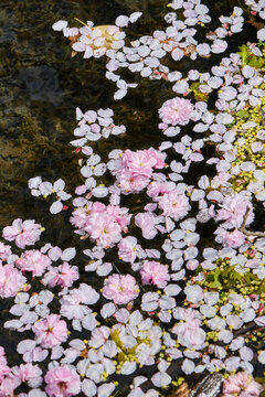Japanese Pink Flowering Cherry petals floating on pond