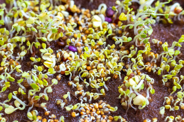 Freshly sprouted shoots of micro greens on the jute mat. Food