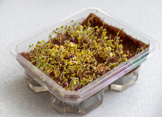 Freshly sprouted shoots of micro greens in the plastic container. Food