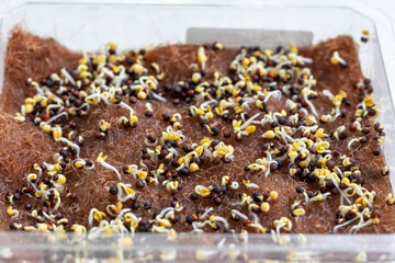 Freshly sprouted shoots of micro greens in the plastic container. Food