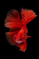 Fototapeta premium Stunning red halfmoon betta fish showcasing a spectacular 180-degree caudal fin spread, a vibrant splash against the dark background, 18 april 2025 Indonesia