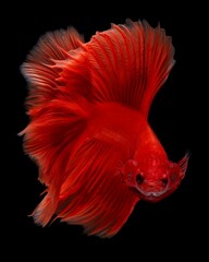 Stunning red halfmoon betta fish showcasing a spectacular 180-degree caudal fin spread, a vibrant splash against the dark background, 18 april 2025 Indonesia © Adi