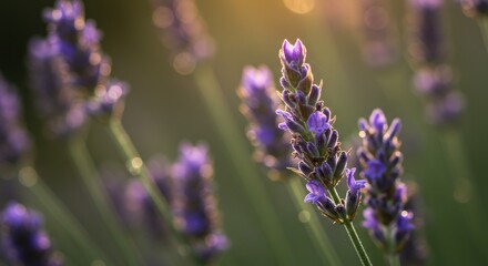 Lavender Flowers at Sunset (Photo)