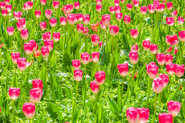 Field of pink tulips on a sunny day, frontal light