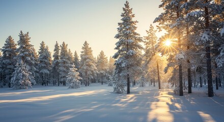 Naklejka premium Winter Forest Photo