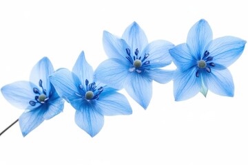 Three delicate light blue flowers isolated on white background showcasing their intricate details and serene beauty with soft