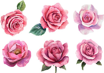 Fototapeta premium set of pink roses isolated