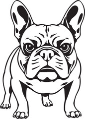 French bulldog. Vector illustration