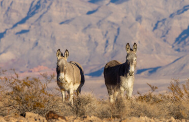 Wild Burros in the Lake Mead National Recreation Area in the Nevada Desert in winter