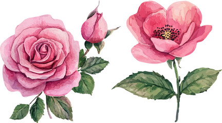 pink rose isolated on white background