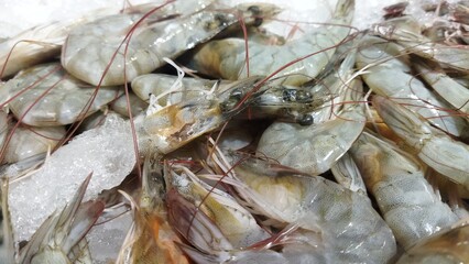 Freshly Caught White Shrimps on Ice: A Close-Up View of Delicate Seafood
