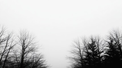 A foggy scene featuring bare trees silhouetted against a gray sky, creating a serene and mysterious atmosphere.