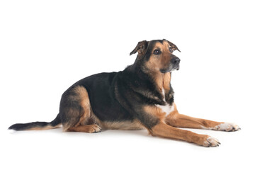 Obraz premium german shepherd mix breed