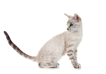 Naklejka premium bengal kitten in studio