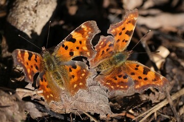 Two colorful butterflys Polygonia c-album (comma) sitting on dry leaves
