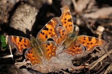 Two colorful butterflys Polygonia c-album (comma) sitting on dry leaves