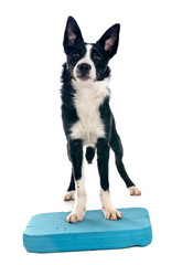 puppy border collie