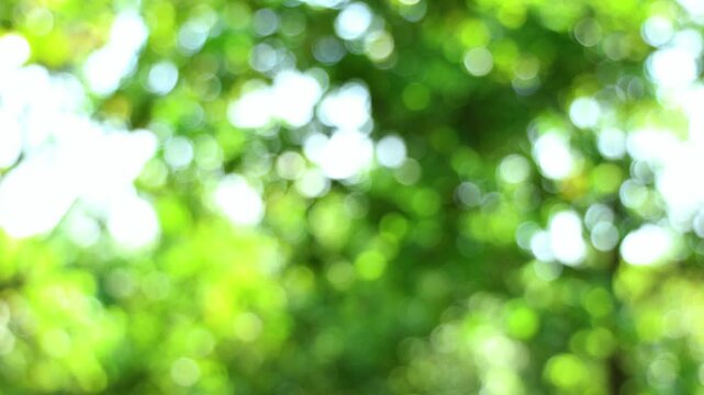Video Abstract Bokeh Background of Lush Green Leaves