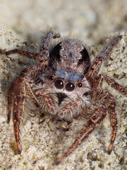 Focus Stacked Extreme Close-up of a Tan Jumping Spider