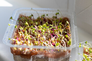 Freshly sprouted shoots of micro greens in the plastic container on the jute mat. Food