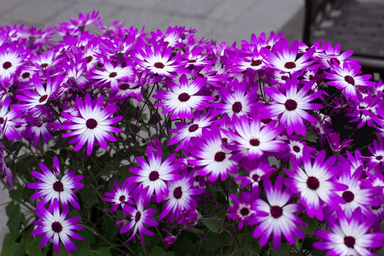 Senetti-Cinerarien, Pericallis hybrida, cineraria, florist's cineraria, common ragwort.